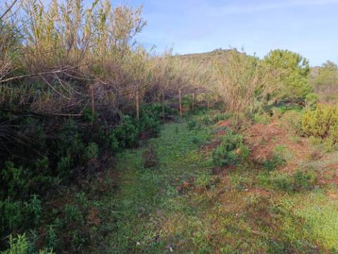 TERRENO COM 23.440 M2 - COM ESTUFAS - LINHA D'AGUA - TANOEIRO - CASTRO MARIM - ALGARVE