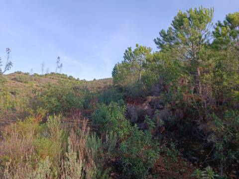 TERRENO COM 23.440 M2 - COM ESTUFAS - LINHA D'AGUA - TANOEIRO - CASTRO MARIM - ALGARVE