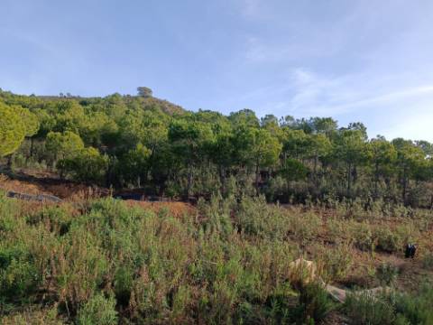 TERRENO COM 23.440 M2 - COM ESTUFAS - LINHA D'AGUA - TANOEIRO - CASTRO MARIM - ALGARVE