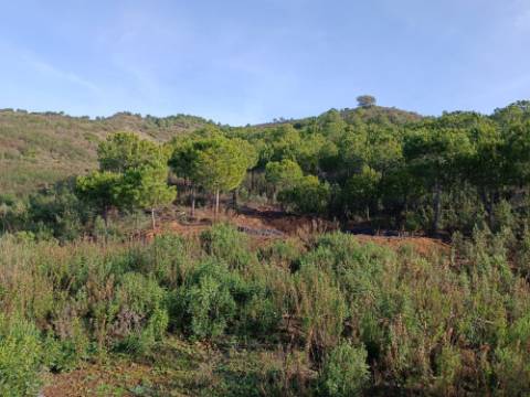 TERRENO COM 23.440 M2 - COM ESTUFAS - LINHA D'AGUA - TANOEIRO - CASTRO MARIM - ALGARVE