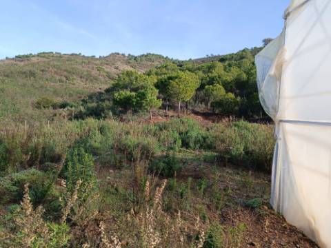 TERRENO COM 23.440 M2 - COM ESTUFAS - LINHA D'AGUA - TANOEIRO - CASTRO MARIM - ALGARVE