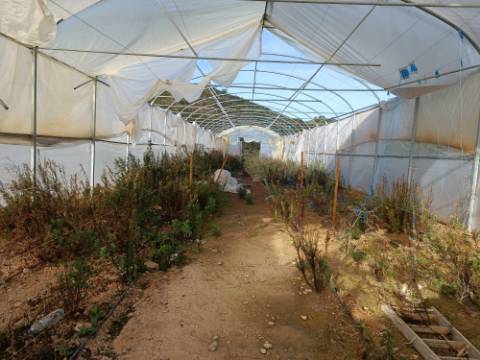 TERRENO COM 23.440 M2 - COM ESTUFAS - LINHA D'AGUA - TANOEIRO - CASTRO MARIM - ALGARVE