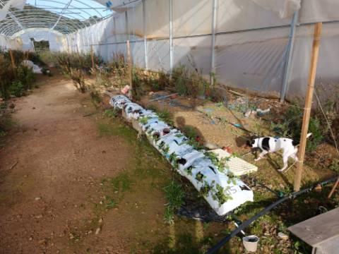 TERRENO COM 23.440 M2 - COM ESTUFAS - LINHA D'AGUA - TANOEIRO - CASTRO MARIM - ALGARVE