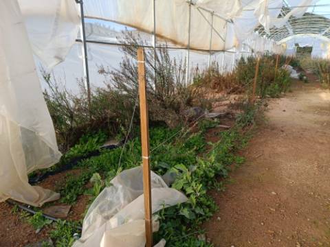 TERRENO COM 23.440 M2 - COM ESTUFAS - LINHA D'AGUA - TANOEIRO - CASTRO MARIM - ALGARVE