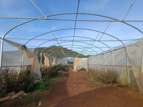 TERRENO COM 23.440 M2 - COM ESTUFAS - LINHA D'AGUA - TANOEIRO - CASTRO MARIM - ALGARVE