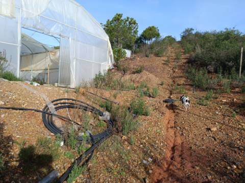 TERRENO COM 23.440 M2 - COM ESTUFAS - LINHA D'AGUA - TANOEIRO - CASTRO MARIM - ALGARVE