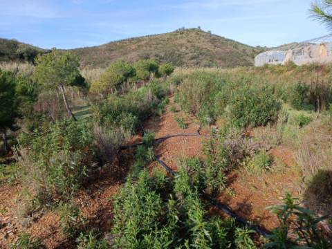 TERRENO COM 23.440 M2 - COM ESTUFAS - LINHA D'AGUA - TANOEIRO - CASTRO MARIM - ALGARVE