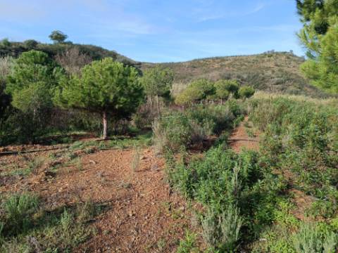 TERRENO COM 23.440 M2 - COM ESTUFAS - LINHA D'AGUA - TANOEIRO - CASTRO MARIM - ALGARVE