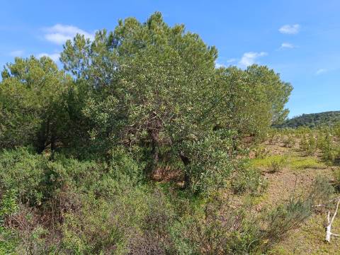 TERRENO COM 87.920 M2 - COM POSSIBILIDADE DE CONSTRUÇÃO - HABITAÇÃO - TURISMO - SENTINELA - AZINHAL - CASTRO MARIM - ALGARVE