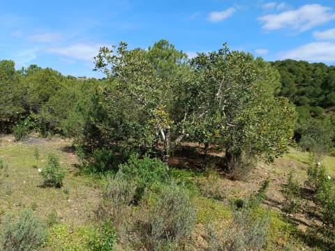 TERRENO COM 87.920 M2 - COM POSSIBILIDADE DE CONSTRUÇÃO - HABITAÇÃO - TURISMO - SENTINELA - AZINHAL - CASTRO MARIM - ALGARVE
