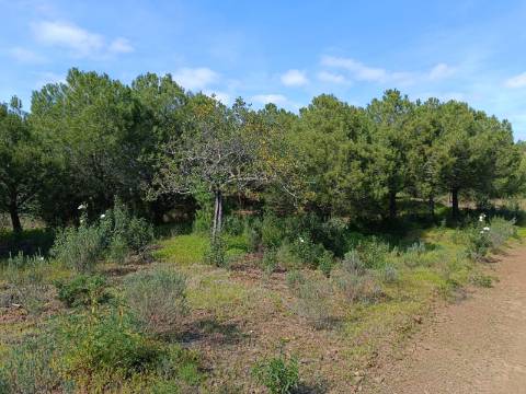 TERRENO COM 87.920 M2 - COM POSSIBILIDADE DE CONSTRUÇÃO - HABITAÇÃO - TURISMO - SENTINELA - AZINHAL - CASTRO MARIM - ALGARVE