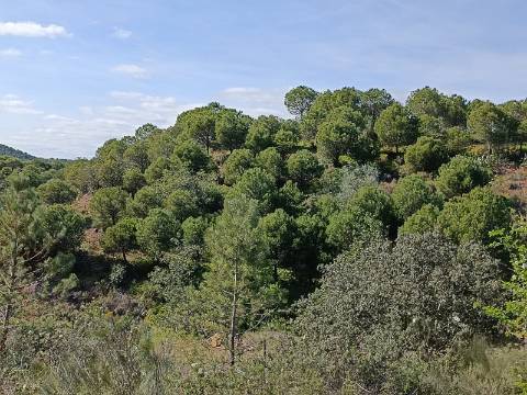 TERRENO COM 87.920 M2 - COM POSSIBILIDADE DE CONSTRUÇÃO - HABITAÇÃO - TURISMO - SENTINELA - AZINHAL - CASTRO MARIM - ALGARVE