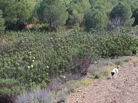 TERRENO COM 87.920 M2 - COM POSSIBILIDADE DE CONSTRUÇÃO - HABITAÇÃO - TURISMO - SENTINELA - AZINHAL - CASTRO MARIM - ALGARVE