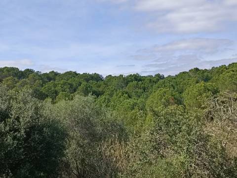 TERRENO COM 87.920 M2 - COM POSSIBILIDADE DE CONSTRUÇÃO - HABITAÇÃO - TURISMO - SENTINELA - AZINHAL - CASTRO MARIM - ALGARVE