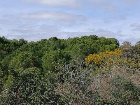 TERRENO COM 87.920 M2 - COM POSSIBILIDADE DE CONSTRUÇÃO - HABITAÇÃO - TURISMO - SENTINELA - AZINHAL - CASTRO MARIM - ALGARVE