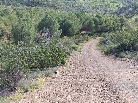 TERRENO COM 87.920 M2 - COM POSSIBILIDADE DE CONSTRUÇÃO - HABITAÇÃO - TURISMO - SENTINELA - AZINHAL - CASTRO MARIM - ALGARVE