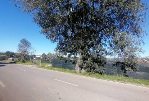 Terreno Rústico com 2240 m2 na Foupana, Moncarapacho!