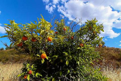 TERRENO MISTO COM 1.200 M2 ÁREA URBANA E 12.7 HECTARES DE TERRENO COM LAGO PRIVADO EM BOTELHAS - CASTRO MARIM