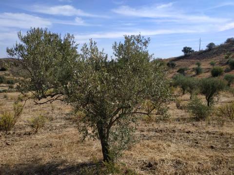 TERRENO MISTO COM 1.200 M2 ÁREA URBANA E 12.7 HECTARES DE TERRENO COM LAGO PRIVADO EM BOTELHAS - CASTRO MARIM