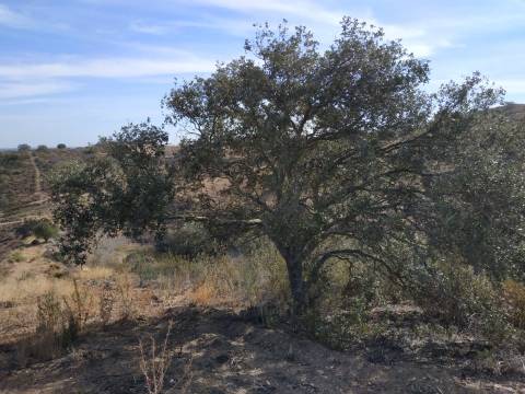 TERRENO MISTO COM 1.200 M2 ÁREA URBANA E 12.7 HECTARES DE TERRENO COM LAGO PRIVADO EM BOTELHAS - CASTRO MARIM