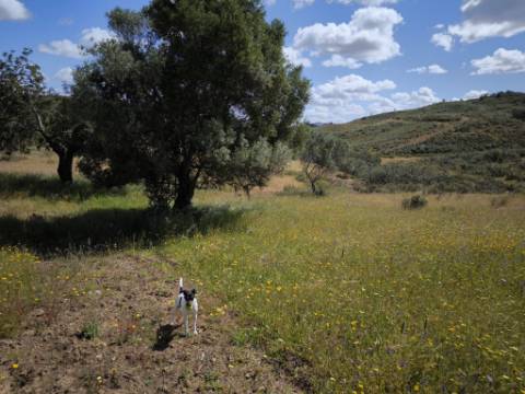 TERRENO RUSTICO COM 18.370 M2 - COM POÇO - VISTA LAGO - BOTELHAS - CASTRO MARIM - ALGARVE