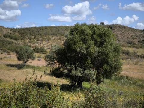 TERRENO RUSTICO COM 18.370 M2 - COM POÇO - VISTA LAGO - BOTELHAS - CASTRO MARIM - ALGARVE