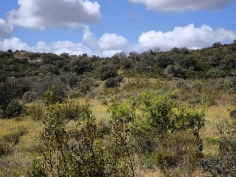 TERRENO RUSTICO COM 18.370 M2 - COM POÇO - VISTA LAGO - BOTELHAS - CASTRO MARIM - ALGARVE