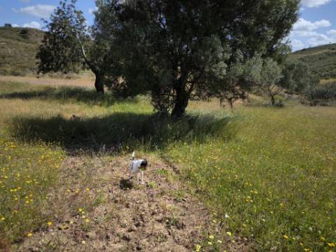 TERRENO RUSTICO COM 18.370 M2 - COM POÇO - VISTA LAGO - BOTELHAS - CASTRO MARIM - ALGARVE