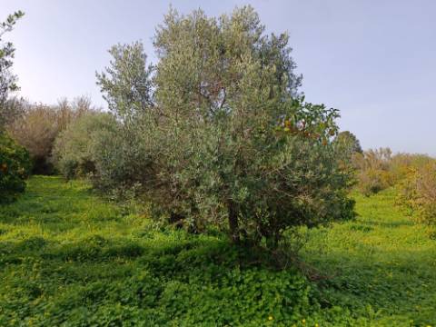 MORADIA TÉRREA - COM TERRENO DE 11.820 M2 - COM POMAR - RIO SECO - CASTRO MARIM - ALGARVE