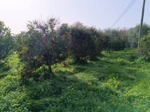 MORADIA TÉRREA - COM TERRENO DE 11.820 M2 - COM POMAR - RIO SECO - CASTRO MARIM - ALGARVE