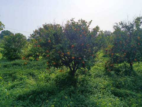 MORADIA TÉRREA - COM TERRENO DE 11.820 M2 - COM POMAR - RIO SECO - CASTRO MARIM - ALGARVE