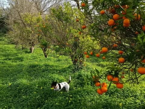 MORADIA TÉRREA - COM TERRENO DE 11.820 M2 - COM POMAR - RIO SECO - CASTRO MARIM - ALGARVE