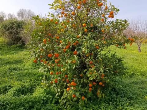 MORADIA TÉRREA - COM TERRENO DE 11.820 M2 - COM POMAR - RIO SECO - CASTRO MARIM - ALGARVE