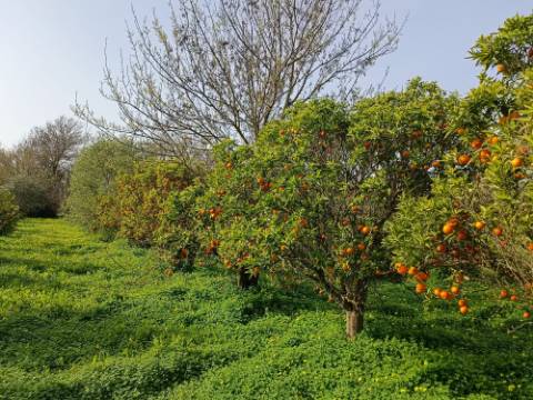 MORADIA TÉRREA - COM TERRENO DE 11.820 M2 - COM POMAR - RIO SECO - CASTRO MARIM - ALGARVE