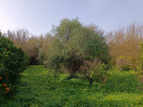 MORADIA TÉRREA - COM TERRENO DE 11.820 M2 - COM POMAR - RIO SECO - CASTRO MARIM - ALGARVE