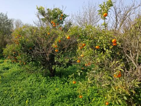 MORADIA TÉRREA - COM TERRENO DE 11.820 M2 - COM POMAR - RIO SECO - CASTRO MARIM - ALGARVE