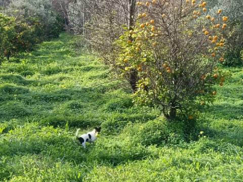 MORADIA TÉRREA - COM TERRENO DE 11.820 M2 - COM POMAR - RIO SECO - CASTRO MARIM - ALGARVE