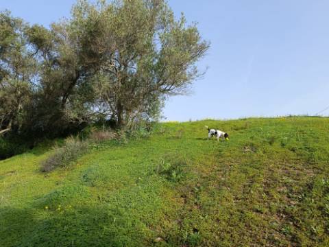 MORADIA TÉRREA - COM TERRENO DE 11.820 M2 - COM POMAR - RIO SECO - CASTRO MARIM - ALGARVE