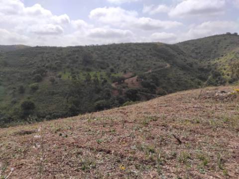 TERRENO RÚSTICO COM 15.560 M2 BONS ACESSOS - NA CORTELHA - AZINHAL - CASTRO MARIM - ALGARVE