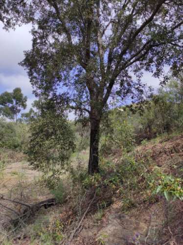 TERRENO RÚSTICO COM 15.560 M2 BONS ACESSOS - NA CORTELHA - AZINHAL - CASTRO MARIM - ALGARVE