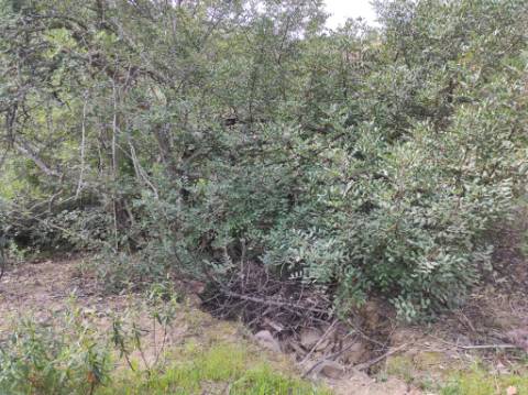 TERRENO RÚSTICO COM 15.560 M2 BONS ACESSOS - NA CORTELHA - AZINHAL - CASTRO MARIM - ALGARVE