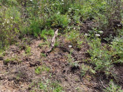 TERRENO RÚSTICO COM 15.560 M2 BONS ACESSOS - NA CORTELHA - AZINHAL - CASTRO MARIM - ALGARVE