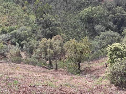 TERRENO RÚSTICO COM 15.560 M2 BONS ACESSOS - NA CORTELHA - AZINHAL - CASTRO MARIM - ALGARVE