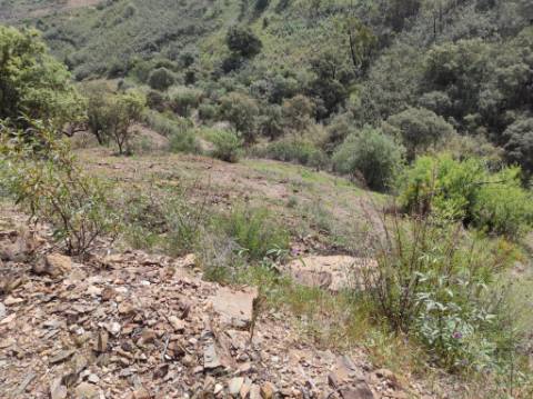 TERRENO RÚSTICO COM 15.560 M2 BONS ACESSOS - NA CORTELHA - AZINHAL - CASTRO MARIM - ALGARVE