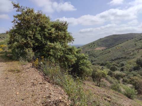 TERRENO RÚSTICO COM 15.560 M2 BONS ACESSOS - NA CORTELHA - AZINHAL - CASTRO MARIM - ALGARVE