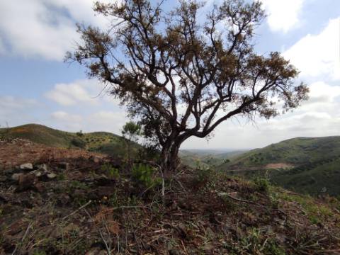 TERRENO RÚSTICO COM 15.560 M2 BONS ACESSOS - NA CORTELHA - AZINHAL - CASTRO MARIM - ALGARVE