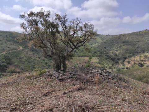 TERRENO RÚSTICO COM 15.560 M2 BONS ACESSOS - NA CORTELHA - AZINHAL - CASTRO MARIM - ALGARVE
