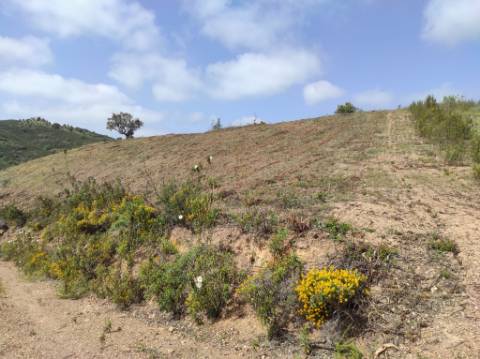 TERRENO RÚSTICO COM 15.560 M2 BONS ACESSOS - NA CORTELHA - AZINHAL - CASTRO MARIM - ALGARVE