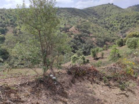 TERRENO RÚSTICO COM 15.560 M2 BONS ACESSOS - NA CORTELHA - AZINHAL - CASTRO MARIM - ALGARVE