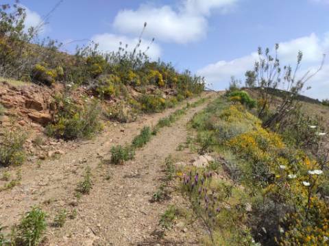 TERRENO RÚSTICO COM 15.560 M2 BONS ACESSOS - NA CORTELHA - AZINHAL - CASTRO MARIM - ALGARVE